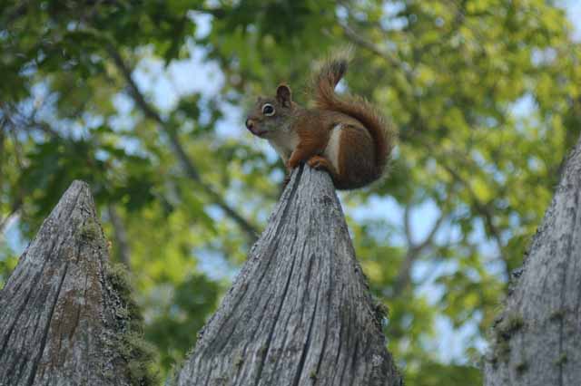 red squirrel atop fense at Ft. Wilkins